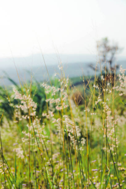 istock Blur nature tree on the hill background 481341862