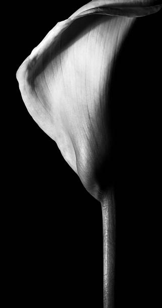 istock Beautiful calla lily on black background. 481341978