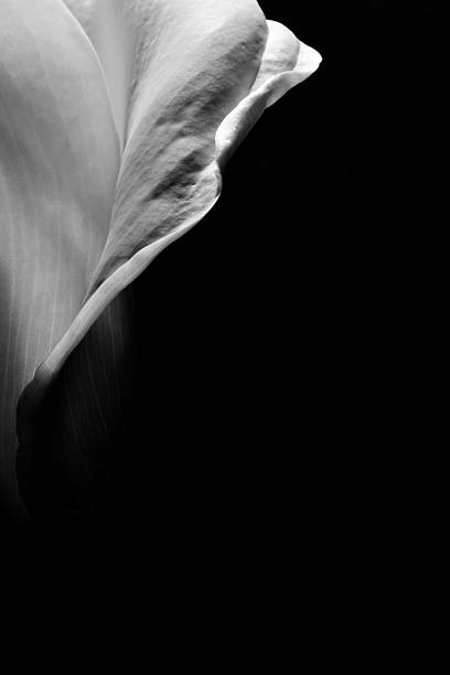 istock Beautiful calla lily on black background. 481341984
