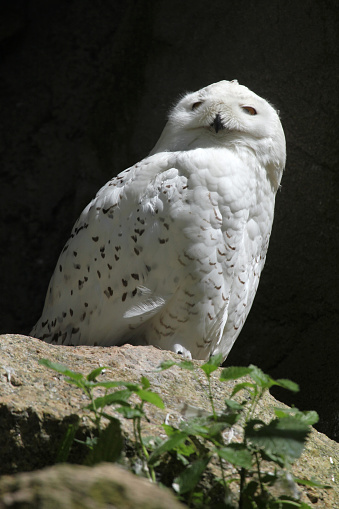Snowy owl (Bubo scandiacus). Wildlife animal.