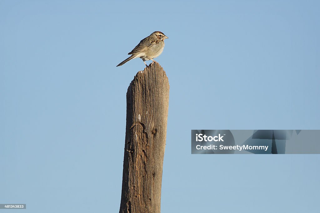 Passero calandra - Foto stock royalty-free di Ambientazione esterna