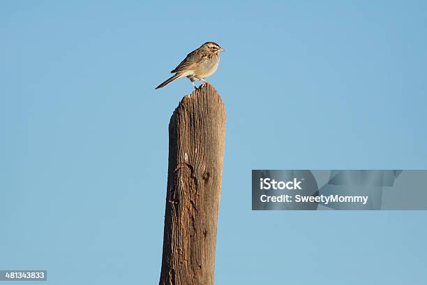 Passero Calandra - Fotografie stock e altre immagini di Ambientazione esterna - Ambientazione esterna, Animale, Animale selvatico