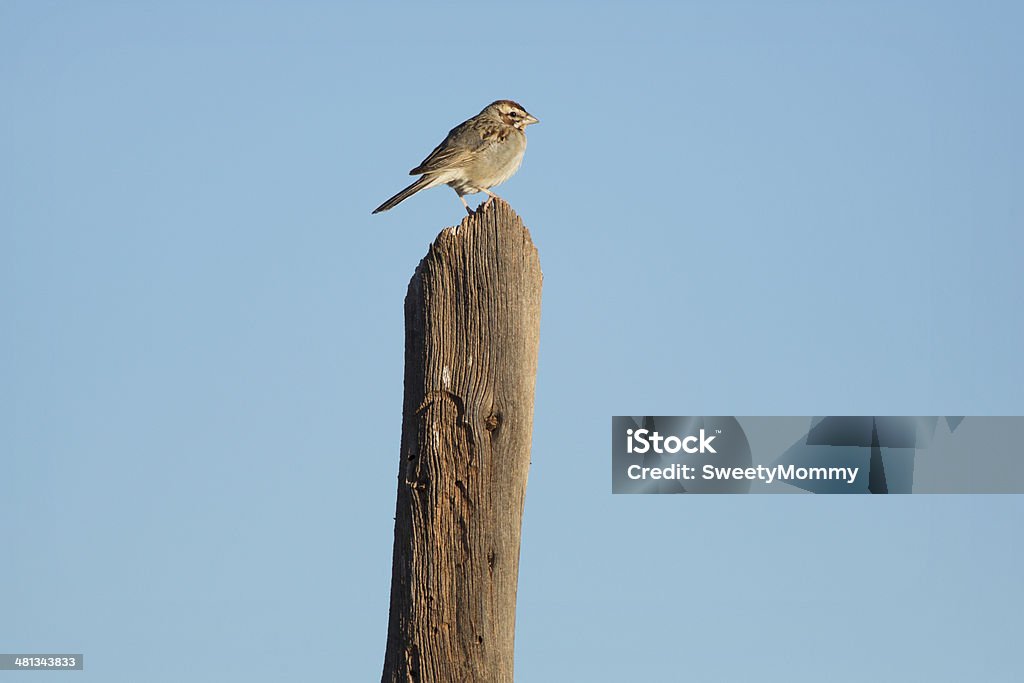 Lark Sparrow - Zbiór zdjęć royalty-free (Bez ludzi)