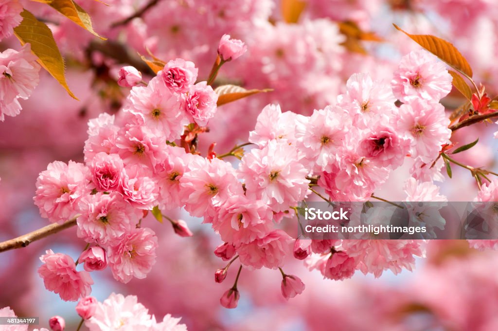 Cherry blossom in spring Detail of fresh pink Cherry blossom in spring. Blossom Stock Photo