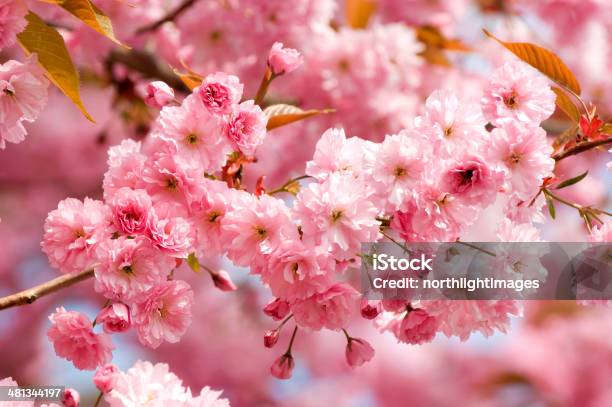 Cherry Blossom In Spring Stock Photo - Download Image Now - Blossom, Branch - Plant Part, Celebration