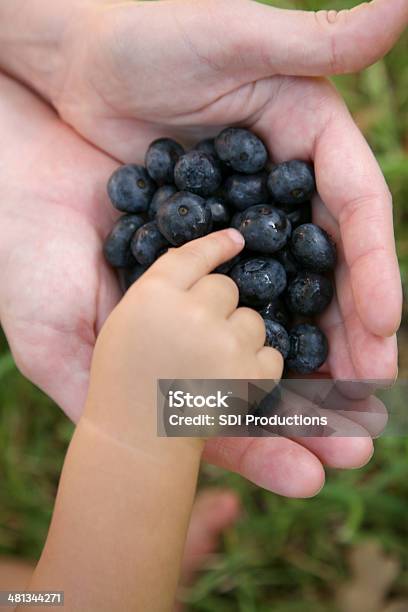 Zbierać Owoce I Jagody - zdjęcia stockowe i więcej obrazów 12-17 miesięcy - 12-17 miesięcy, Czarna jagoda, Dbałość o ciało