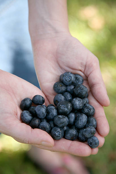 istock Heart Shape of Blueberries 481344279