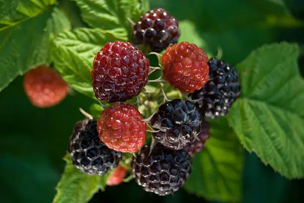 Raspberries in a shaded area and on the vine ready to be picked.                                     http://www1.istockphoto.com/file_thumbview_approve/6682507/2/istockphoto_6682507-black-raspberries.jpg  