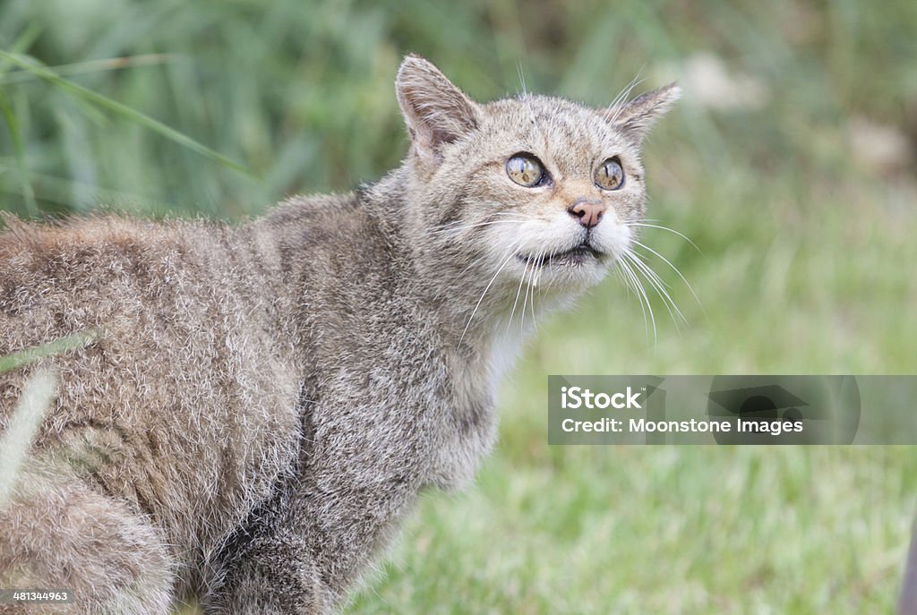 Chat sauvage écossais - Photo de Angleterre libre de droits