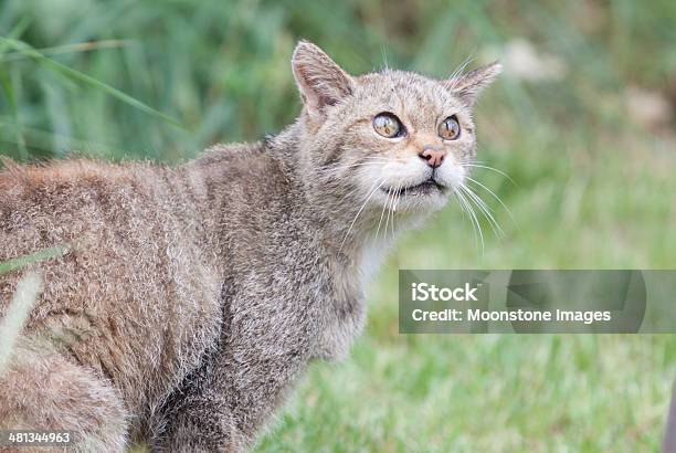 Photo libre de droit de Chat Sauvage Écossais banque d'images et plus d'images libres de droit de Angleterre - Angleterre, Animal errant, Animal mâle