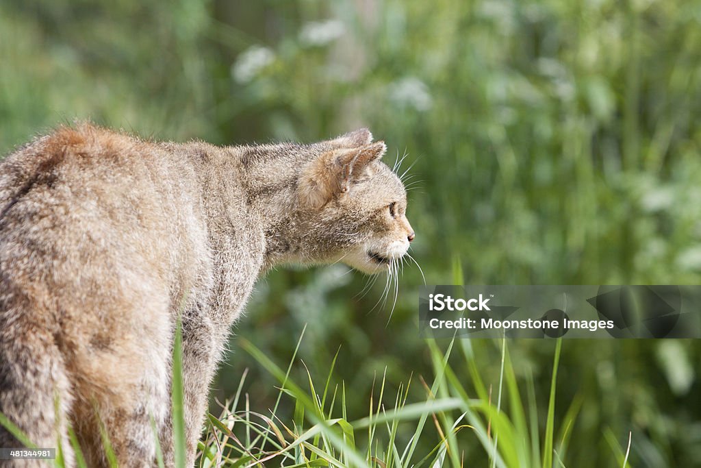 Gatto selvatico scozzese - Foto stock royalty-free di Cacciare