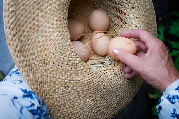 istock Woman gathering  eggs in straw summer hat 481345008