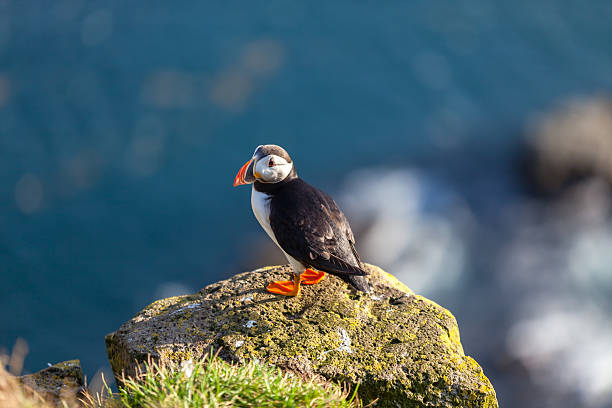 istock Atlantic puffin in Western Iceland 481345918