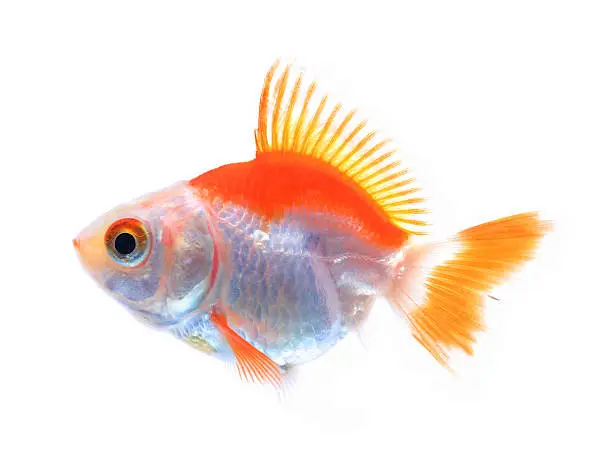 Photo of Oranda goldfish isolated on white, high quality studio shot manu