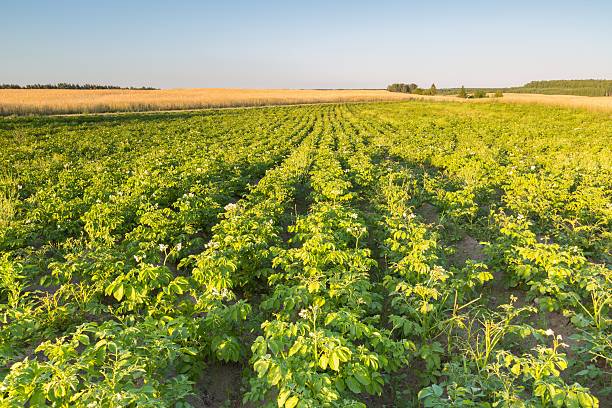 istock Summer landscape of potatoe field in sunset light 481346732