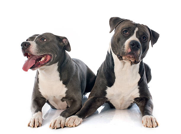istock two american staffordshire terrierw 481346941
