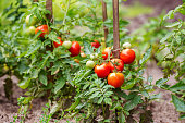 Tomatoes growing on the branches