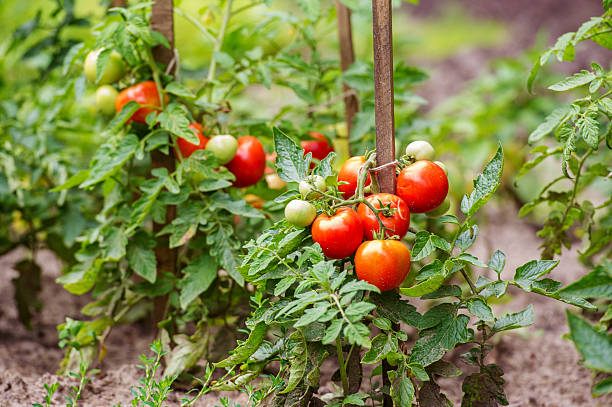Tomatoes growing on the branches Ripe tomatoes growing on the branches - cultivated in the garden cultivated stock pictures, royalty-free photos & images