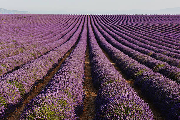 istock Lavender of Provence 481349352