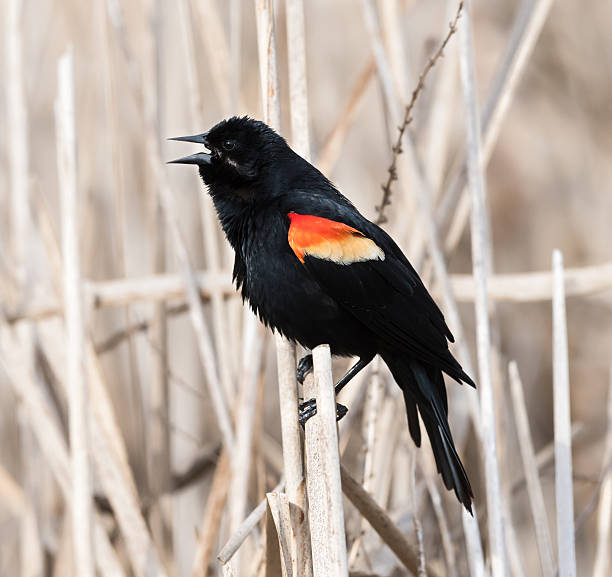 istock Male Red-Winged Black Bird 481349676