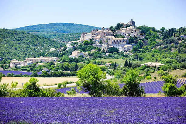 fields of blooming lavender flowers with a small village - Provence, France