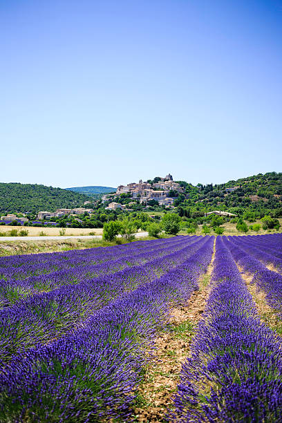 istock lavender field and a small town in Provence 481350242