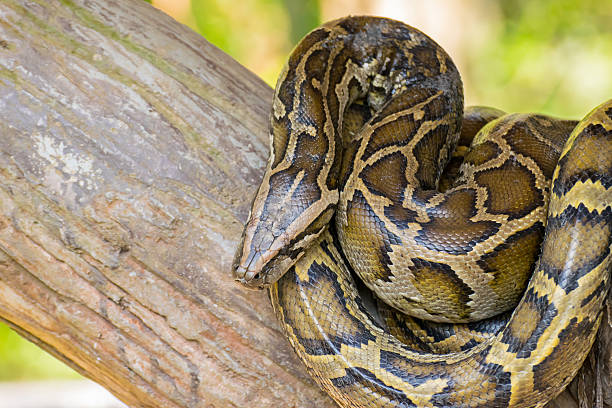 그물무늬비단뱀 또는 Python reticulates 스톡 사진