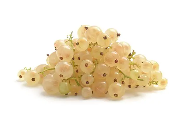 Whitecurrants, Ribes rubrum isolated on a white background.