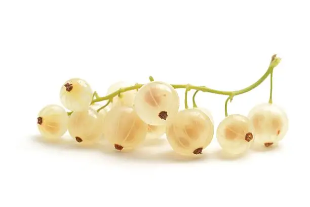 Whitecurrants, Ribes rubrum, on a stalk isolated on a white background.