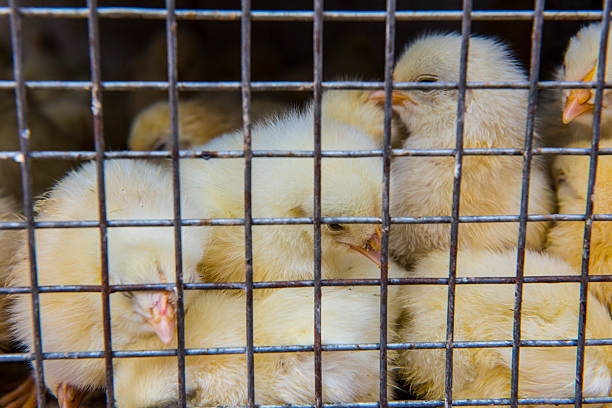 Young Chickens for sale in a Market, Mumbai, India