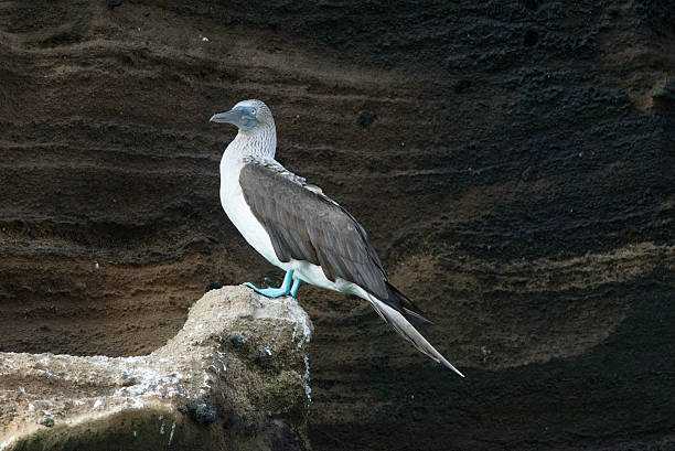 istock Blue-Footed Booby on a rock in Galapagos Island 481354834