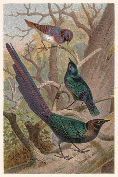 glänzende-starlings (lamprotornis), lithographie, die im jahr 1882 vom hauptpostamt eingerichtet wurde veröffentlicht - greater blue eared glossy starling stock-grafiken, -clipart, -cartoons und -symbole