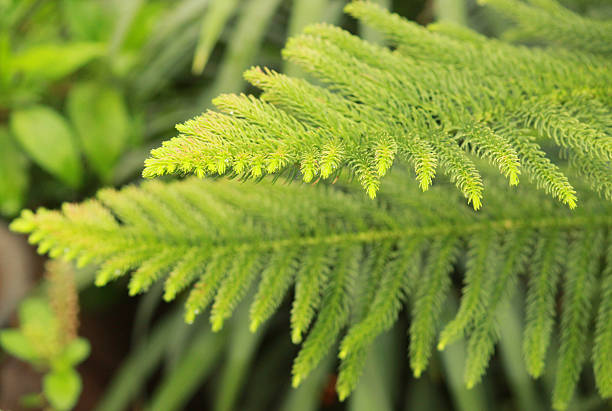 istock Green Pine leaves - one over other 481355072