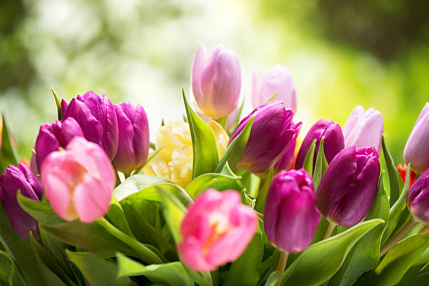 istock Colorful tulips on nature background 481355149