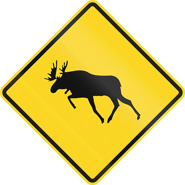 무스 건널목 캐나다 - moose crossing sign 뉴스 사진 이미지