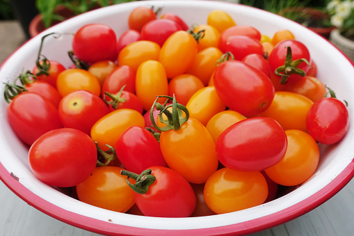 Natural light photo of raw, small heirloom tomatoes in ceramic bowl on rustic wood surface