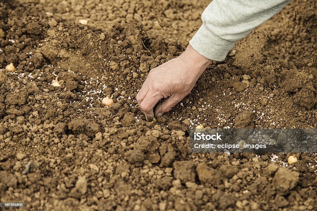 Plantación de la cebolla - Foto de stock de Agarrar libre de derechos