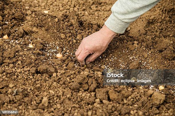 Plantación De La Cebolla Foto de stock y más banco de imágenes de Agarrar - Agarrar, Agricultor, Agricultura