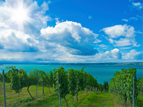 a beautiful downhill vineyard by the lake constance
