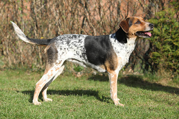 istock Czech spotted dog in the garden 481358308