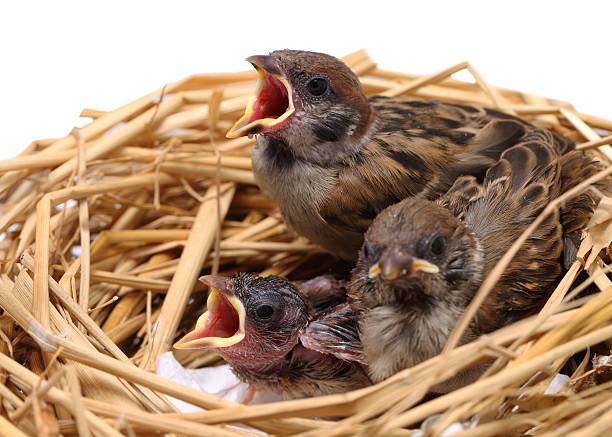 istock Sparrow chicks waiting to be fed 481358522