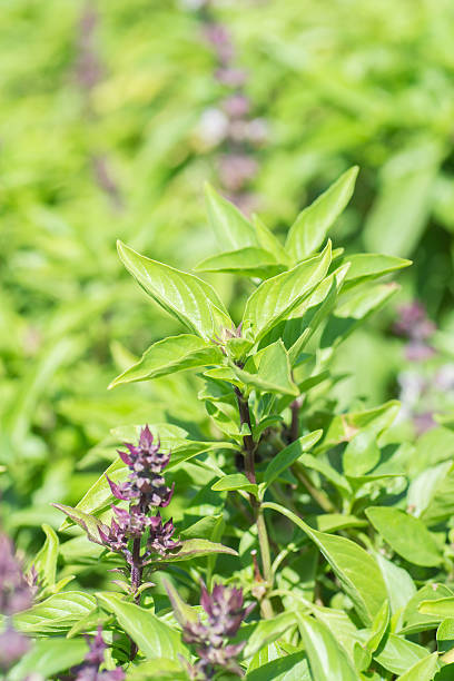 istock Green thai basil in garden. 481358524