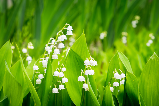 The Lily of the Valley has a bell-shaped like, and is the flower of those born in May -- so called Mayflower.