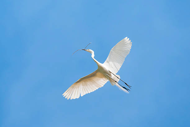 istock White heron flying in the air 481361605
