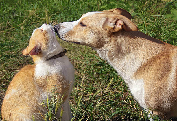 istock Friendship red-haired dog and ginger cat 481361938