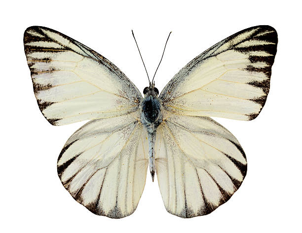 albatros de rayado mariposa (appais olferna swinhow) ala superior - lime butterfly fotografías e imágenes de stock
