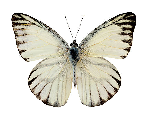 Striped Albatross butterfly (appais olferna swinhow) upper wing