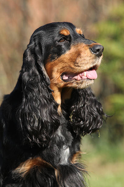 istock Beautiful English Cocker Spaniel in the garden 481362176