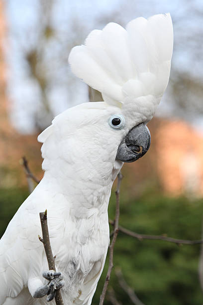 sulphur-хохлатая какаду попугай глядя на вас - safari animals audio стоковые фото и изображения