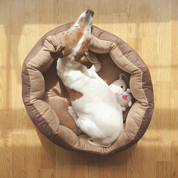 A senior Jack Russell Terrier dog sunbathing on her bed in the living room. Note: Pet toy is generic with no brand name.